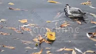 灰色的幻影在秋湖中游来游去